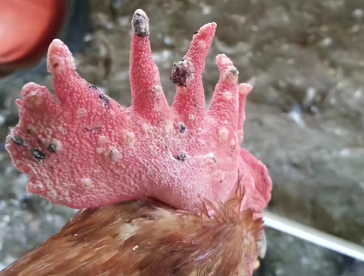 小鸡痘怎么治疗,小鸡身上有鸡痘怎么治