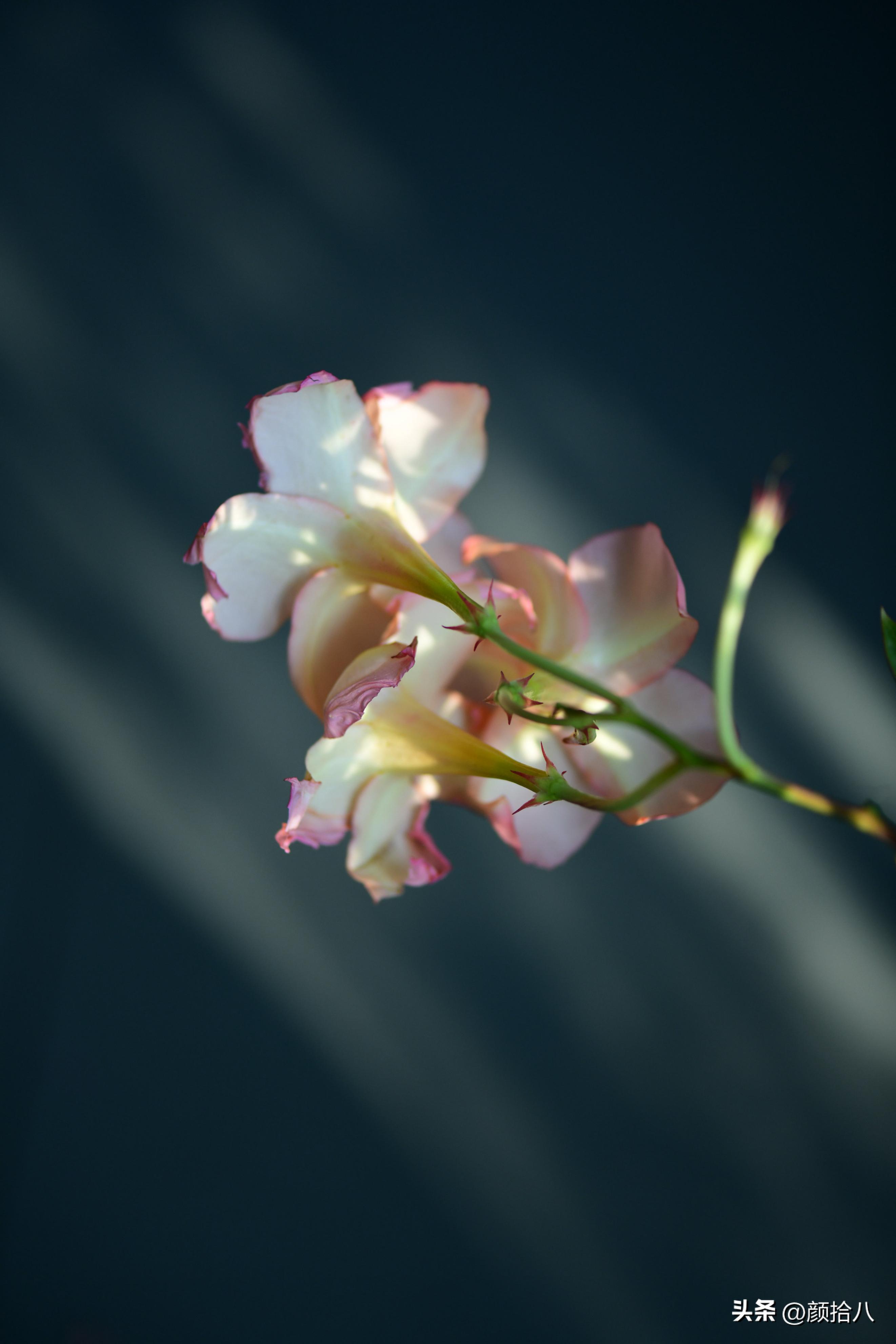 植物冬天屋里冻伤了怎么办,植物冻死了怎么救活