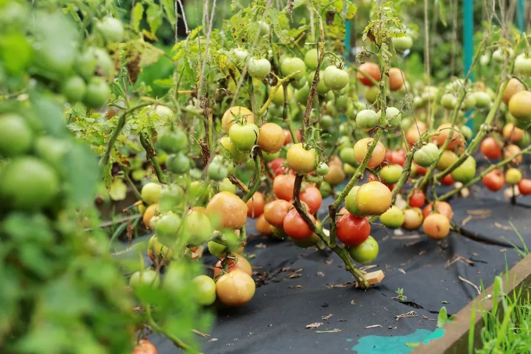 俄罗斯能开发西伯利亚吗,俄罗斯为什么开发西伯利亚区