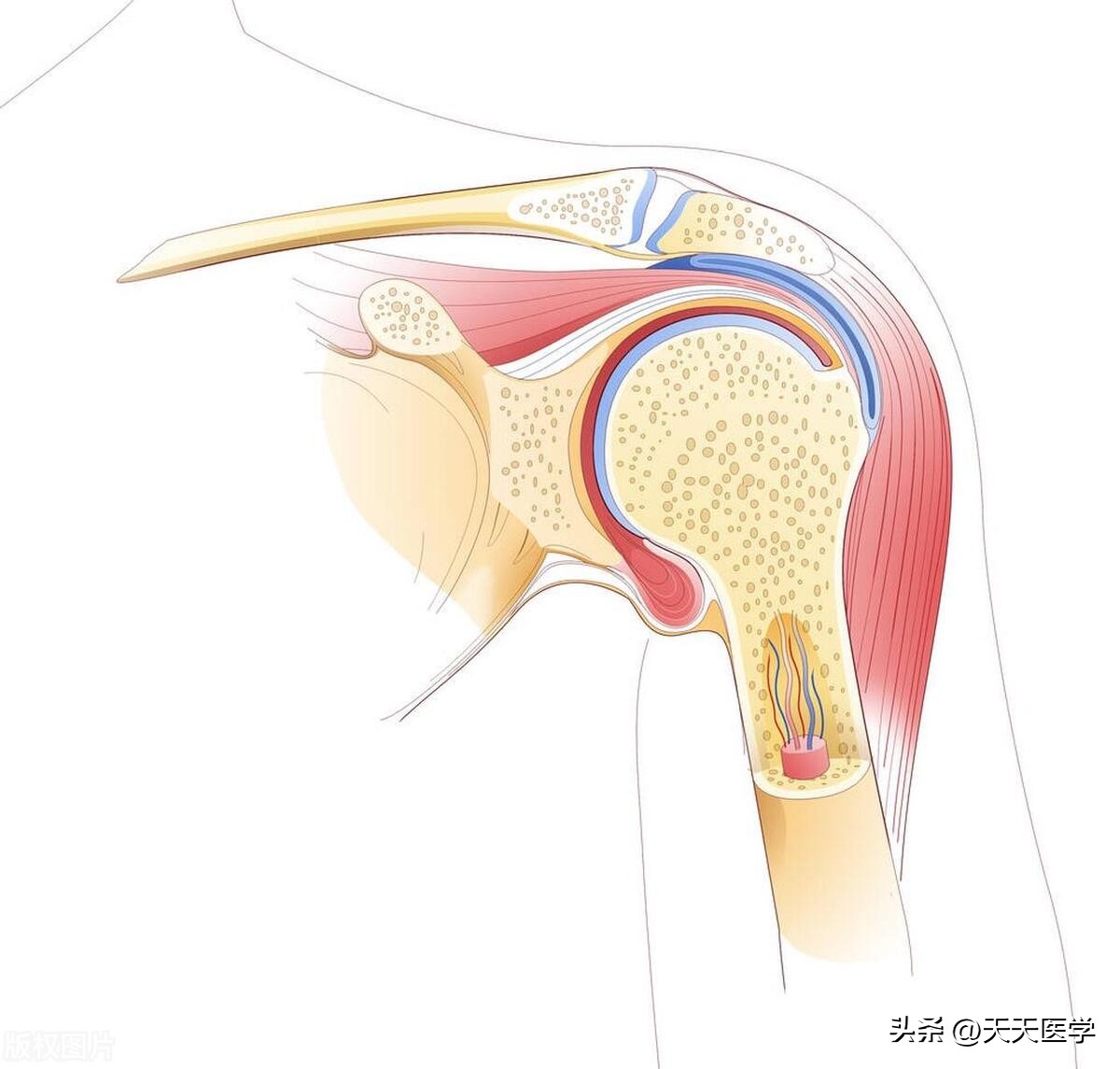 膝关节穿刺的适应症及穿刺方法,关节穿刺术适用部位