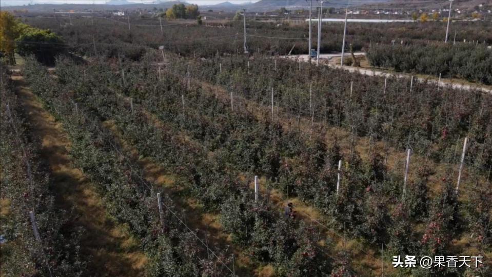 你不买免套袋苹果，是因为穷，还是因为“药残”？