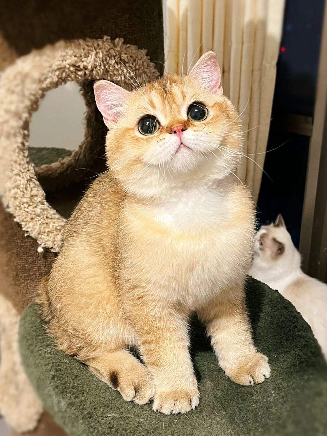 猫咪品种大全狸花猫价格便宜好养,养猫哪个品种最合适