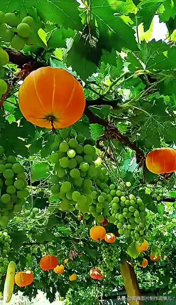 壁纸美图,各种水果,果香四溢,酸甜可口,丰收的喜悦