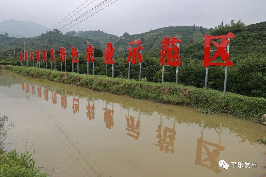 桂林平乐|桥亭乡：小小绿叶巧成“增收叶”解锁乡村致富“新密码”