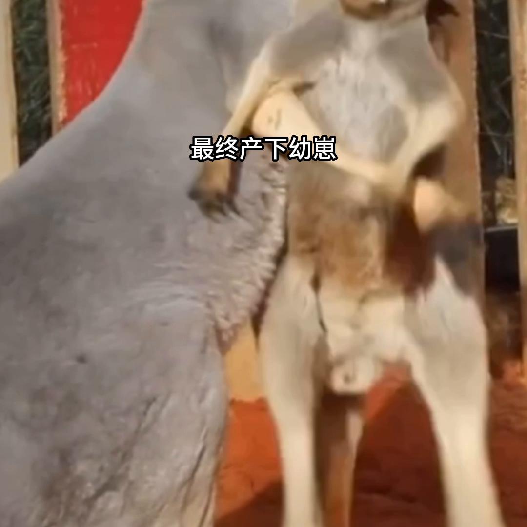 澳大利亚的国宝袋鼠多惨,澳大利亚的国宝有多可怜