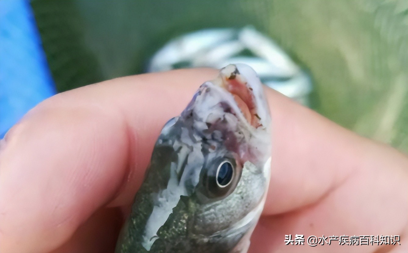 注意!鱼烂嘴烂尾竟然都是因“它”而起!养殖户小心了