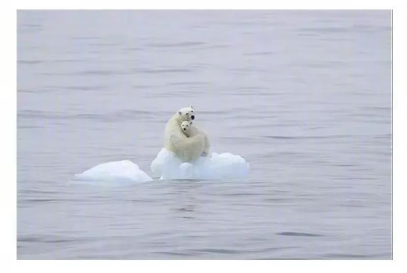 极端高温怎么解决啊,极端温度灾害主要有