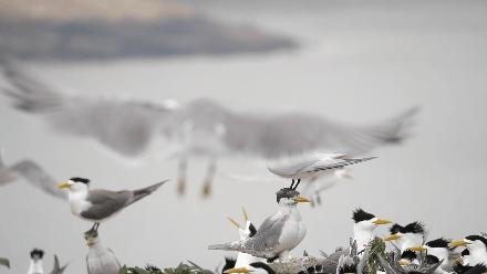 鸟人图鉴│陈水华、范忠勇追寻“神话之鸟”——中华凤头燕鸥