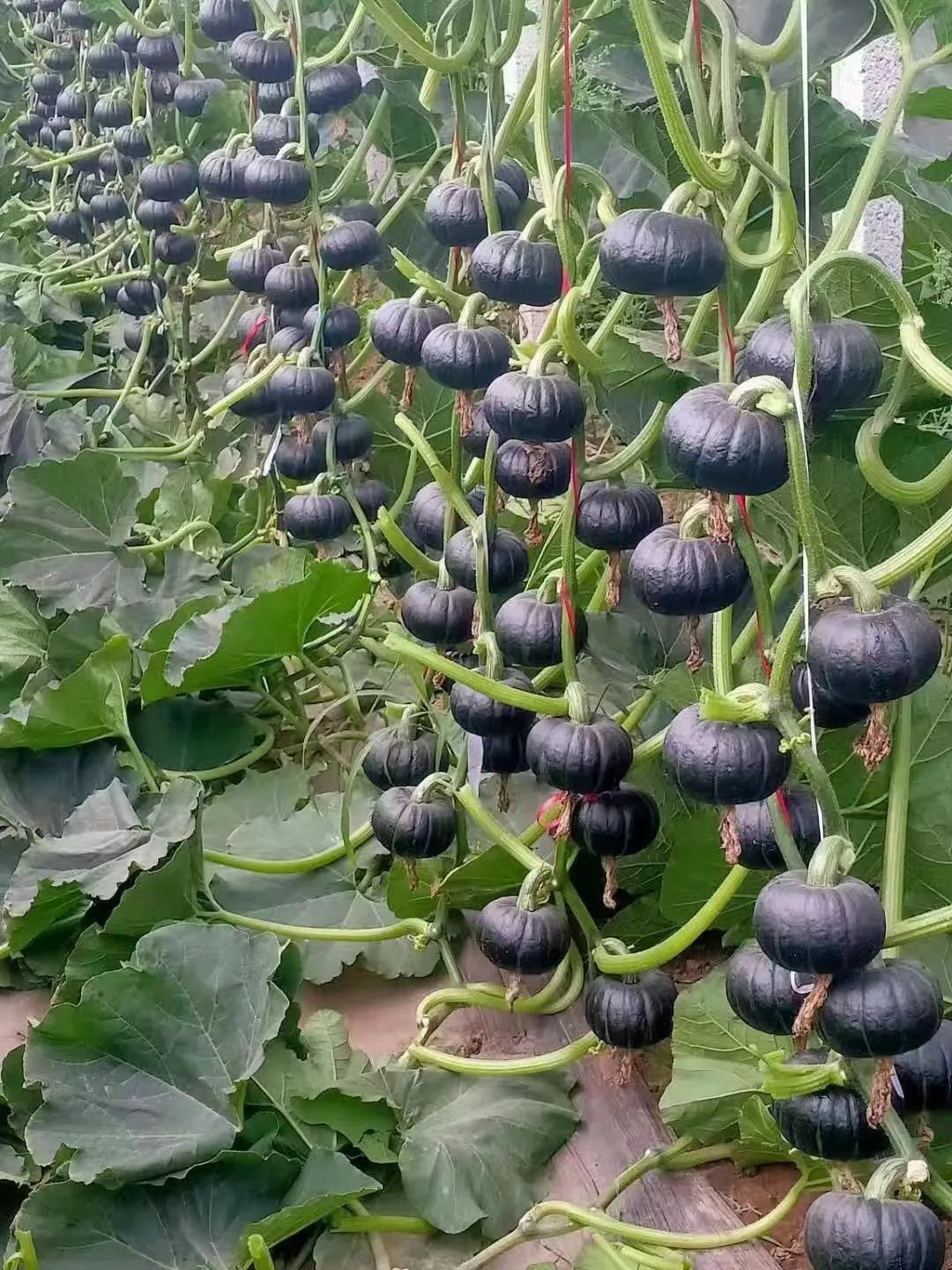 浣犵煡閬撶殑杞熀鍥犱綔鐗╂湁鍝簺,鏈夊摢浜涜浆鍩哄洜浣滅墿杩樻湭鐮旂┒
