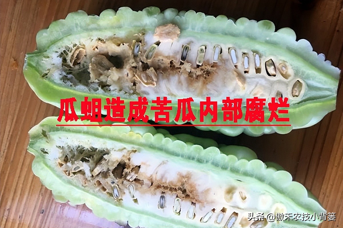 白酒能治瓜果蔬菜虫的方法,瓜果开始结果就有虫咬怎么办