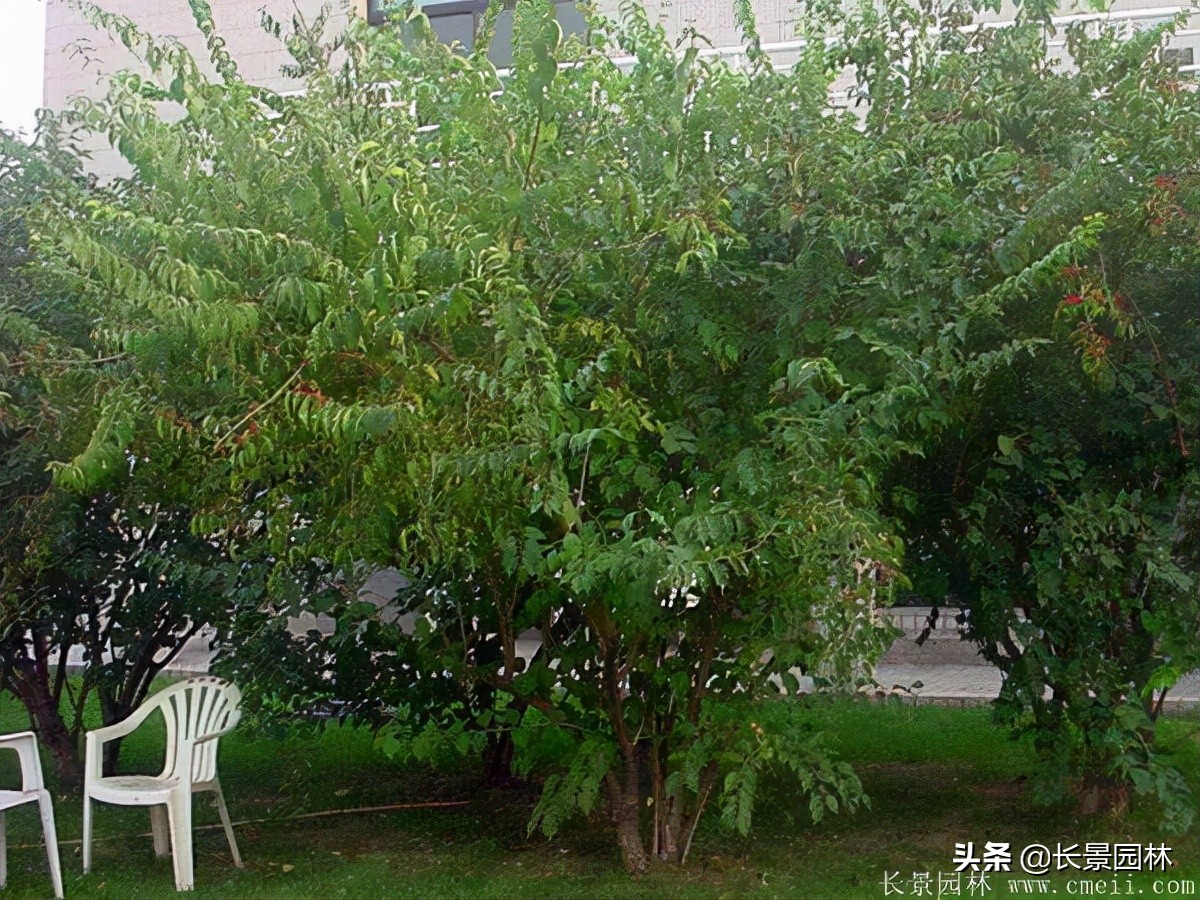 上海优质金银木价格,金银木价格一览表