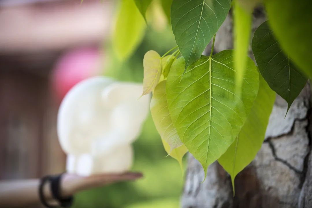 秋燥总咳嗽怎么办,秋燥咳嗽吃什么食物好得快