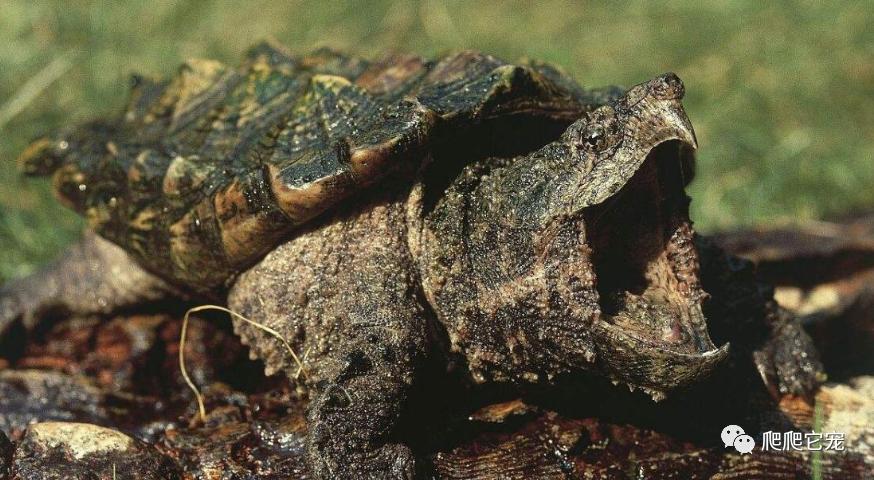 假如被乌龟咬住手指该怎么办视频,被乌龟咬住不松嘴怎么办