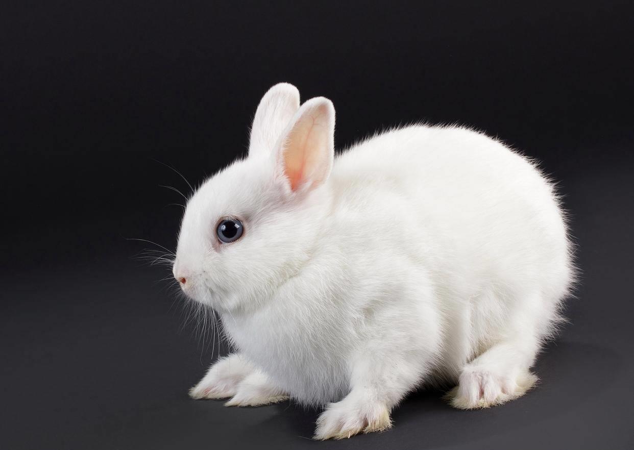 兔子打喷嚏偏方,兔子打喷嚏最佳治疗方法秋天