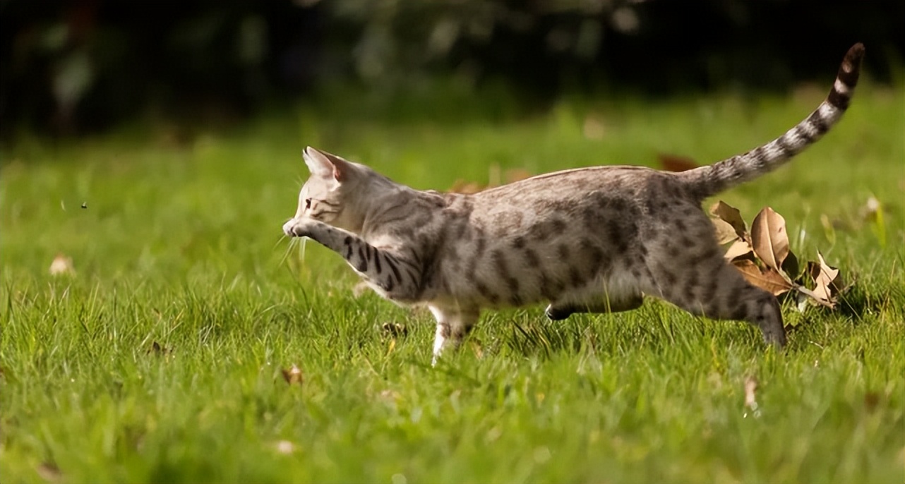 为什么猫不怕蛇专家终于说出真相,猫为啥敢抓蛇的原因有哪些