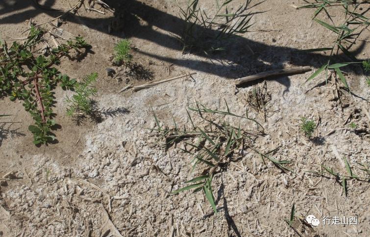 山西各种盐,山西熬盐