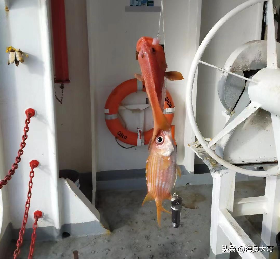 满载2亿斤巴西大豆还能回国吗,两亿斤大豆运回国货轮运输费