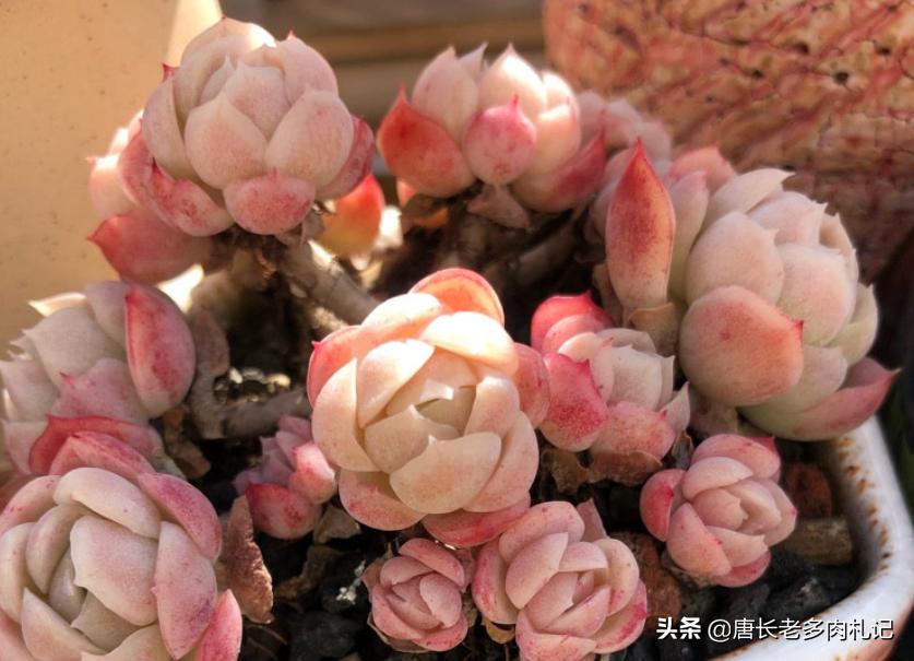 冰梅贝瑞和月影的区别,冰梅和贝瑞哪个容易出状态