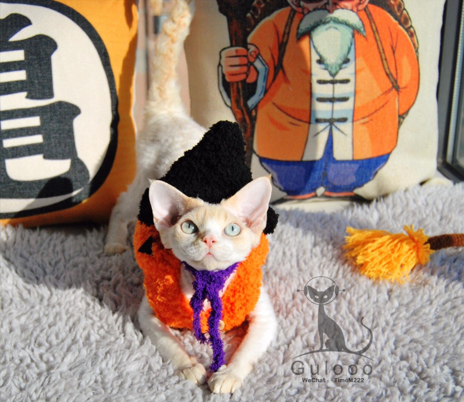 哪种猫咪最粘人最好养,最粘人的猫咪与最不粘人的猫咪