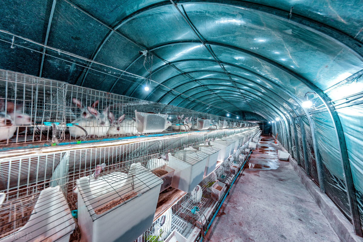 养殖业板块未来发展前景,养殖业发展前景可行性报告