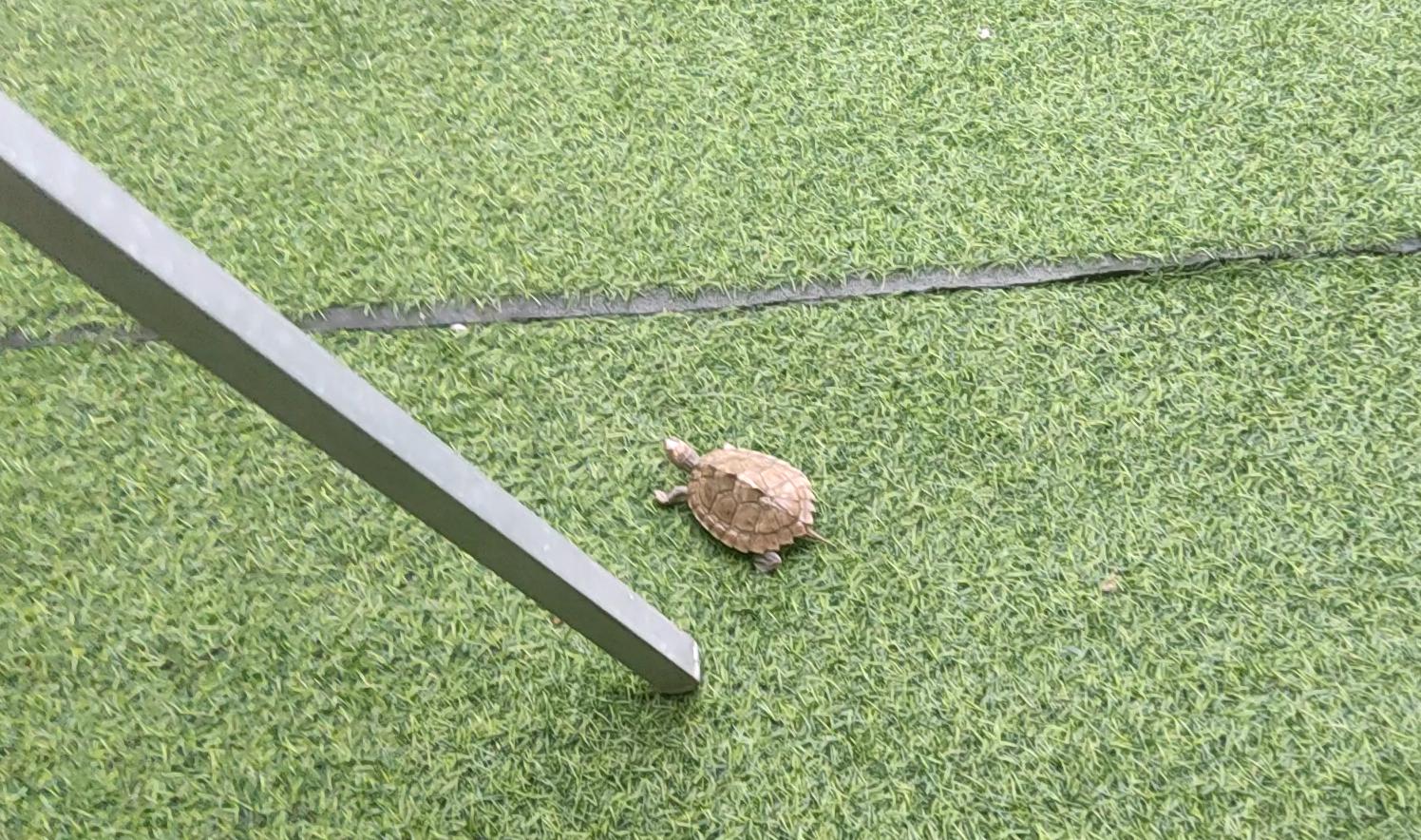 刚到家的地图龟怎么养,地图龟新手怎么养