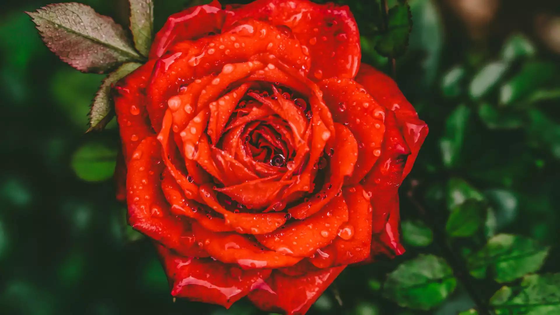 国产投影仪极米当贝坚果,峰米坚果投影仪对比