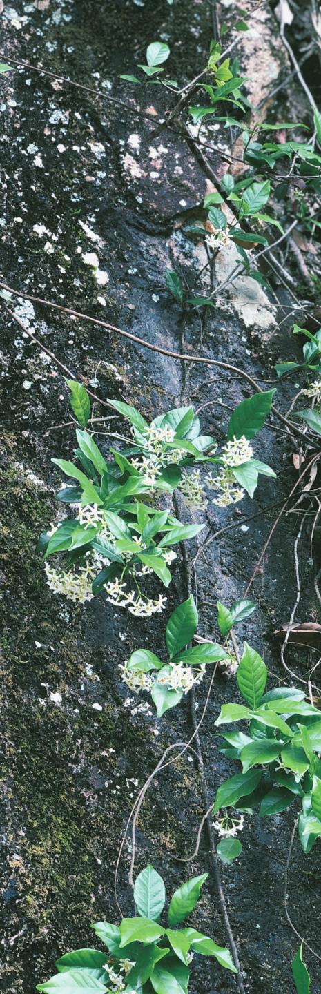 木兰风光好去处•达人带你去旅游|山环水绕清流如带——张洋村，一个藏在新县里的小村庄