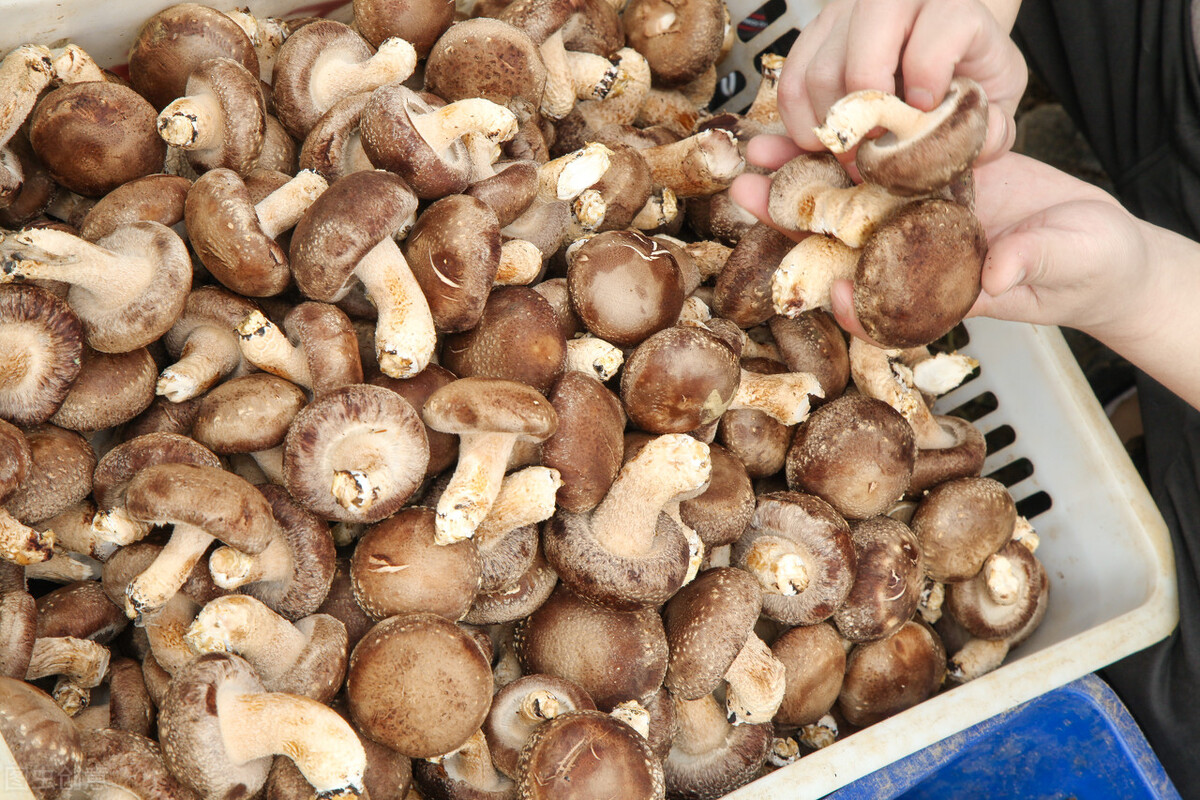 痛风吃什么蔬菜降尿酸最快,哪4种蔬菜容易导致高尿酸和痛风