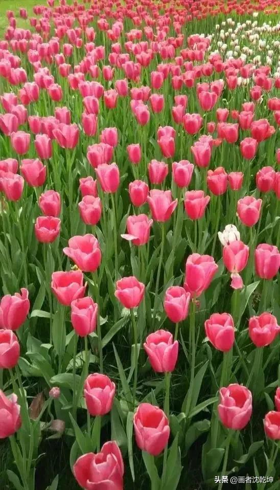 绝美郁金香花图片,绝美郁金香图片大片