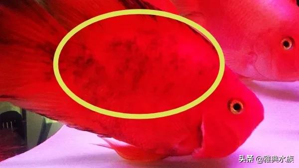 红鹦鹉鱼养太密了会死吗,红鹦鹉鱼为何爆眼