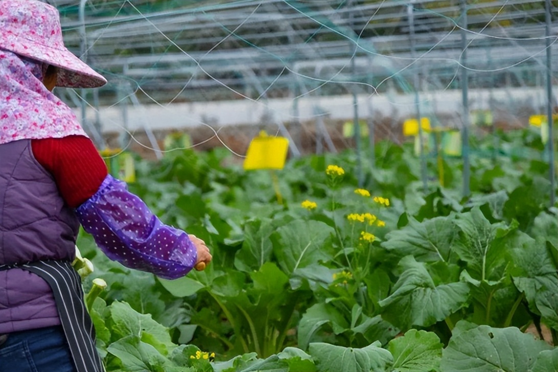 业内：数字乡村是一个系统性工程；锅圈汇：C2F模式构建竞争壁垒