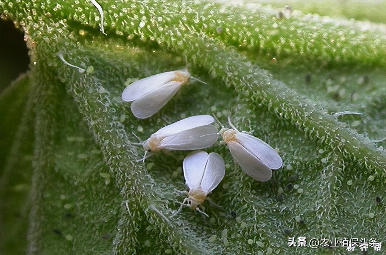 昆虫和害虫种类,昆虫和害虫的分类