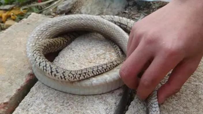 吉林农妇救了一条蛇,吉林农妇救毒蛇同吃同住12年