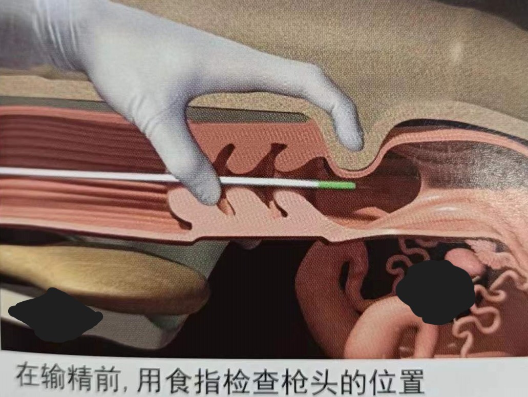 如何提高母牛同期的繁育能力,如何提高母牛受孕率