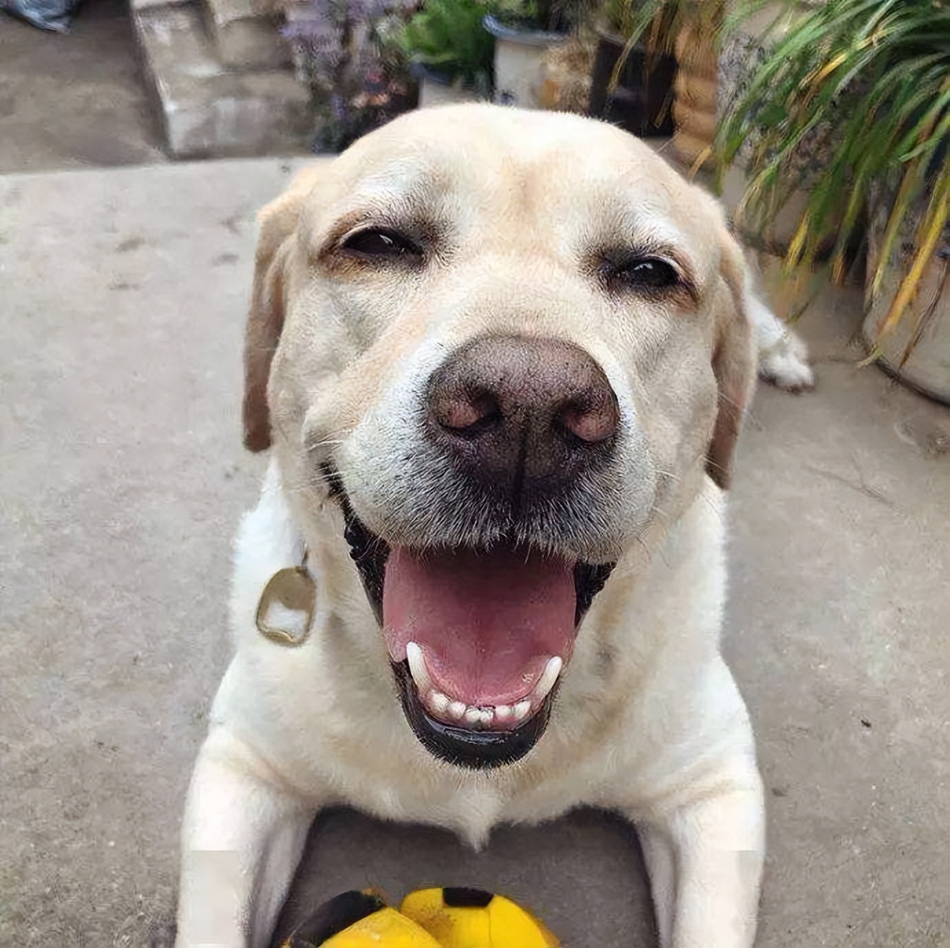 养狗新手推荐什么狗便宜,买什么狗最好养又便宜