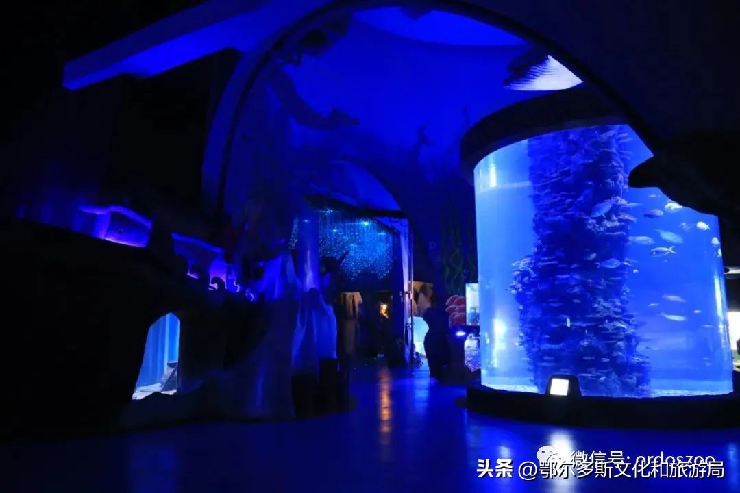 白鲸来鄂尔多斯海洋馆,鄂尔多斯海洋馆白鲸海豹