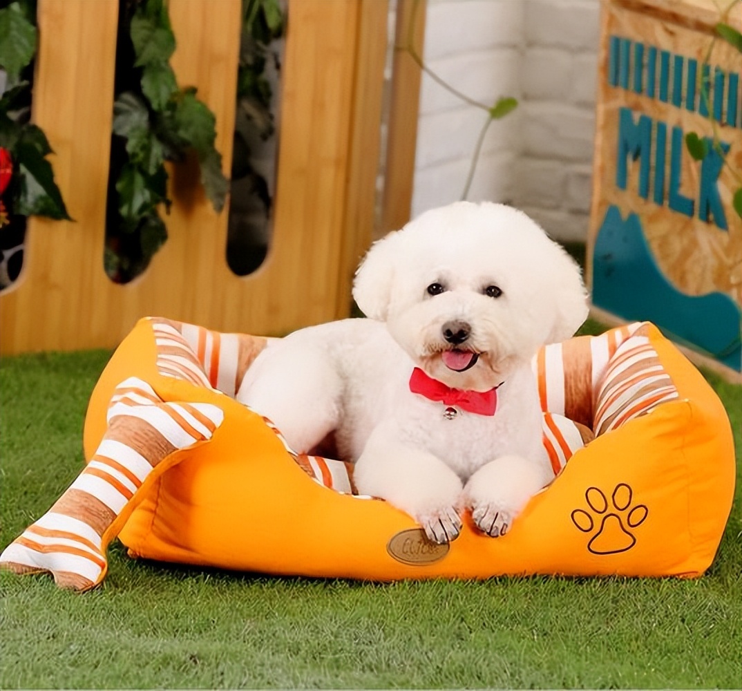 养泰迪还是比熊犬好养,养比熊犬好还是养泰迪犬好