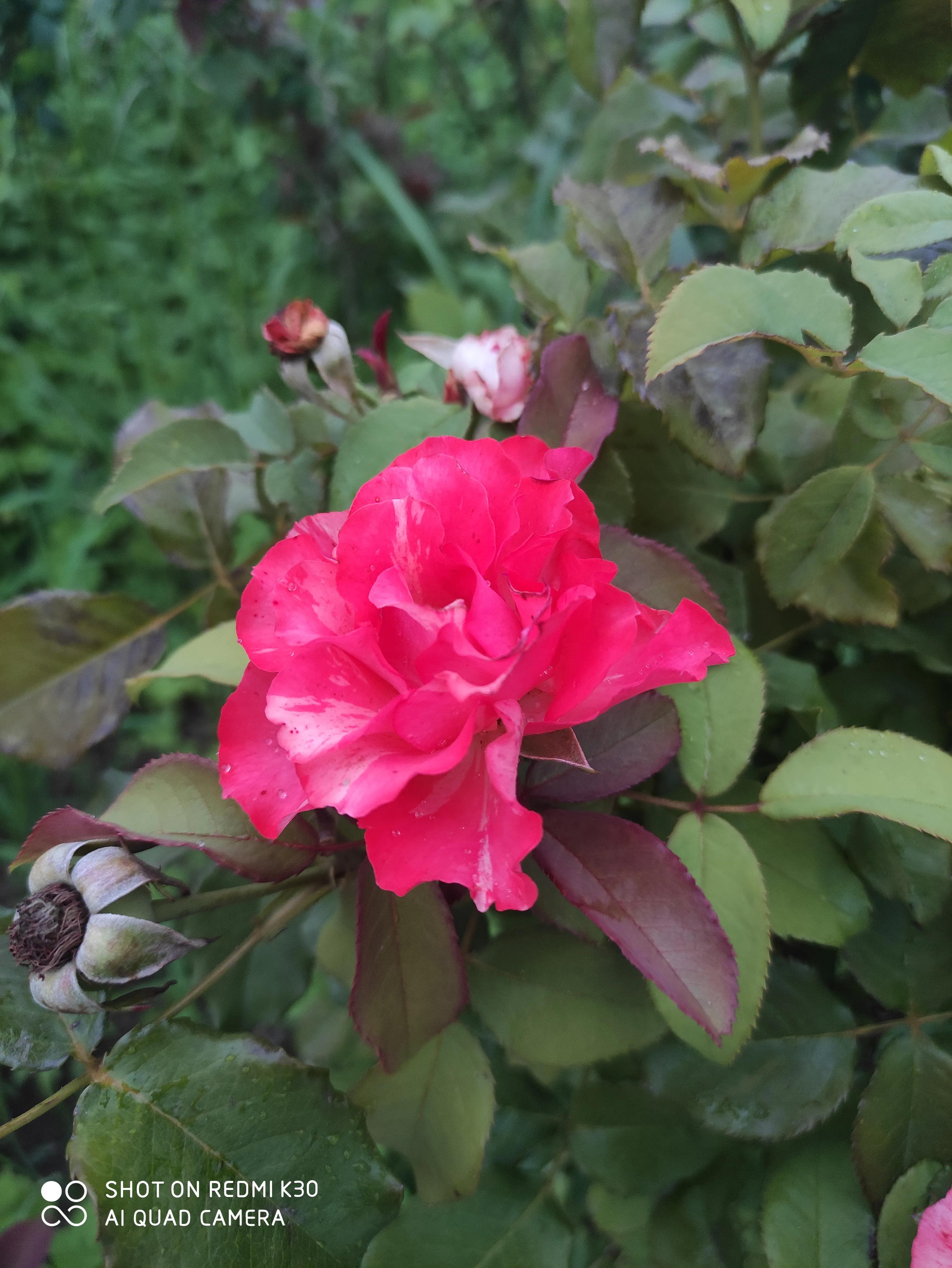 女人要自己买花,女人一定要自己赚钱给自己买礼物