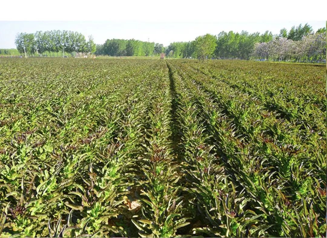 全自动阳台种菜神器,阳台立体种菜神器