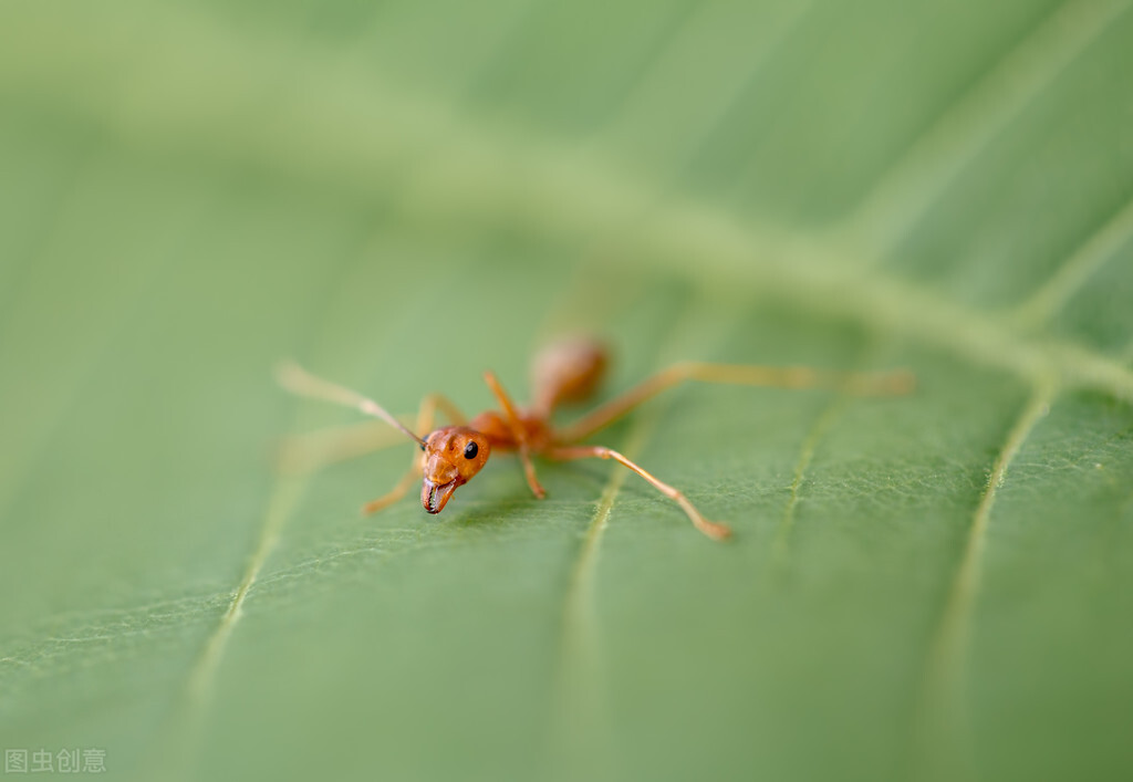 蚂蚁图片大全高清大图,蚂蚁图片欣赏