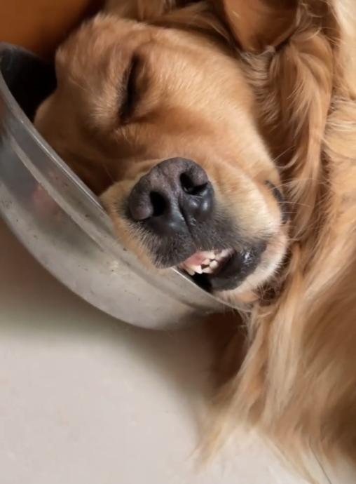 网红金毛coco到底是得了什么病,金毛coco离世原视频