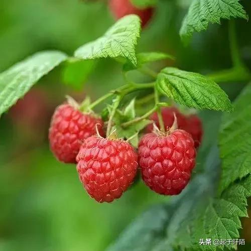 深度讲解塞尔维亚,曾经的塞尔维亚为什么那么强大