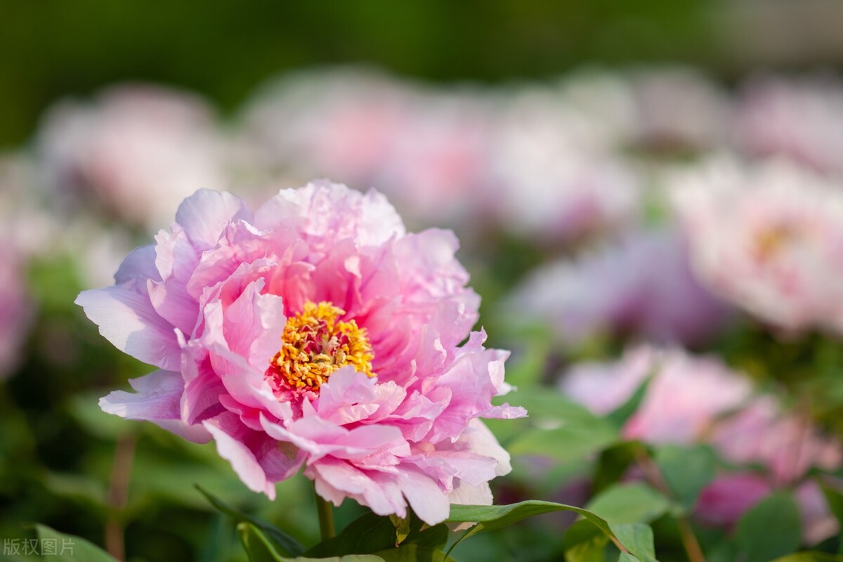 门口种什么花风水最好最吉利,门口栽种五种花最吉祥