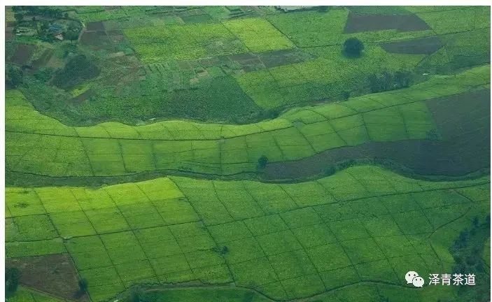 喝茶的国家有哪些,世界上喝茶的国家有哪些