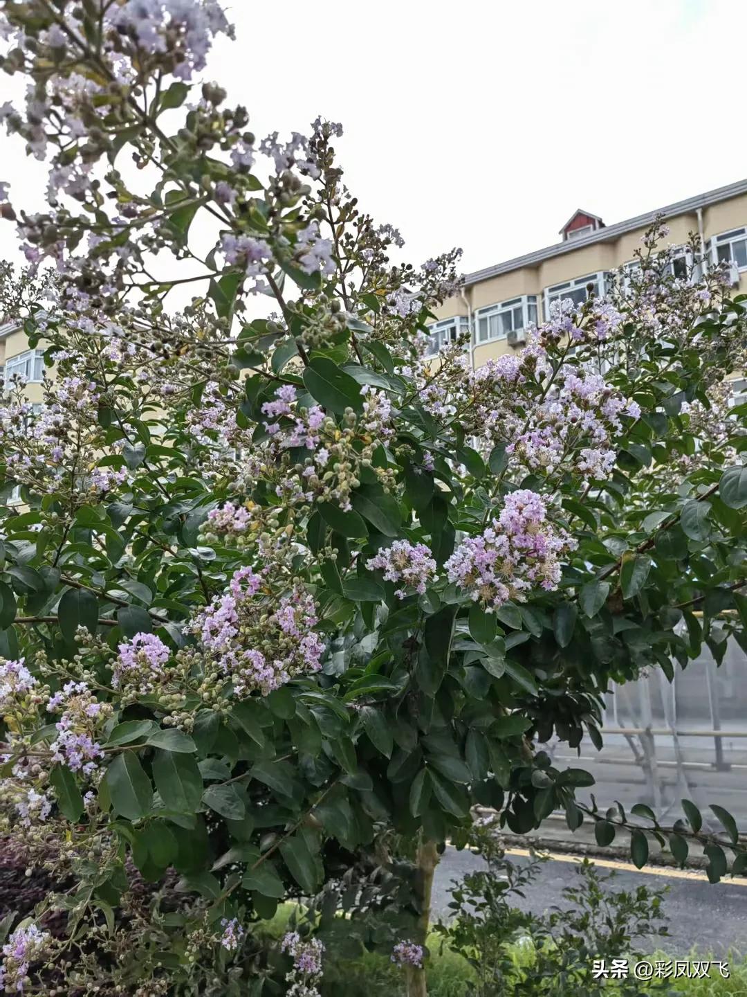 紫薇树图片,紫薇星