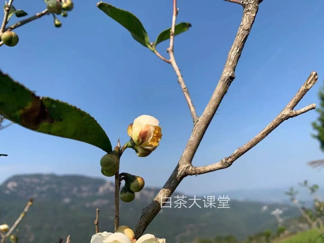 白茶是一种绿茶么,白茶是白的吗