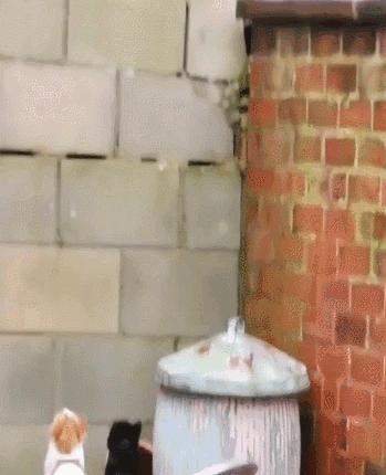 猫做核酸了么,猫核酸检测有必要做吗