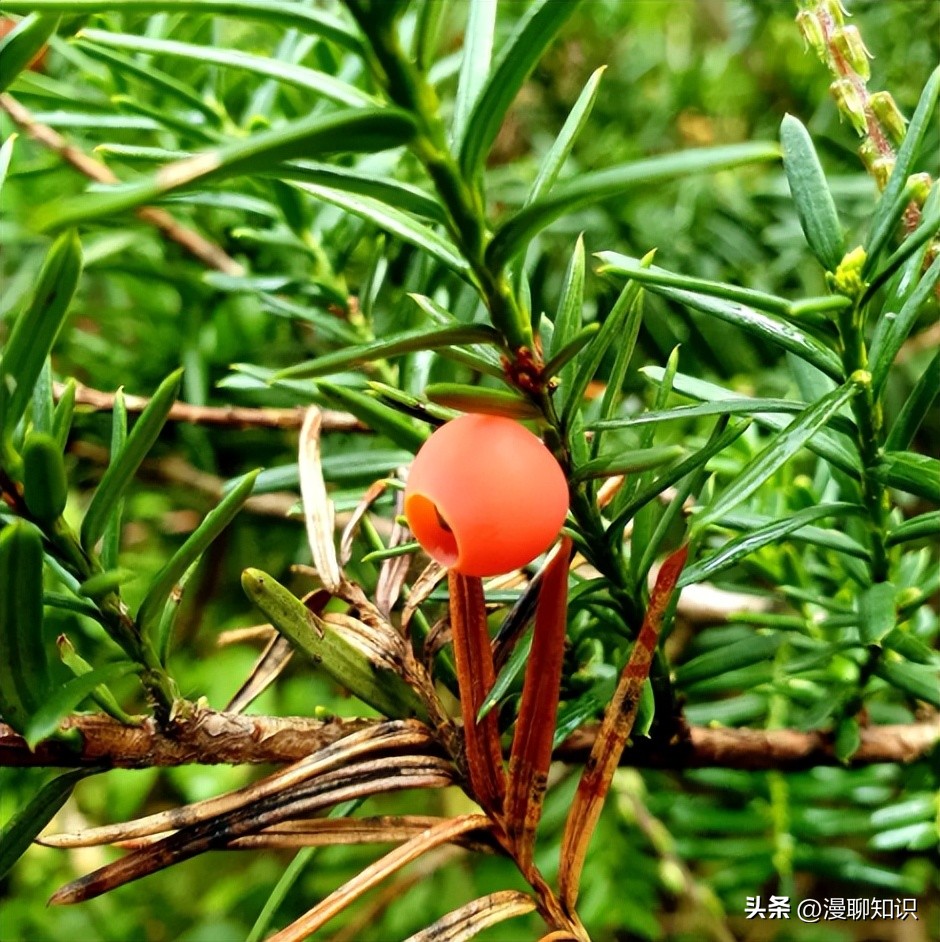 红豆杉的哪些细胞合成紫杉醇,红豆杉中控制紫杉醇形成的结构