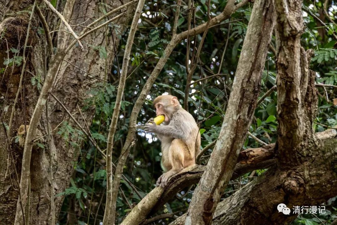 海南南湾猴岛天气预报,海南南湾猴岛