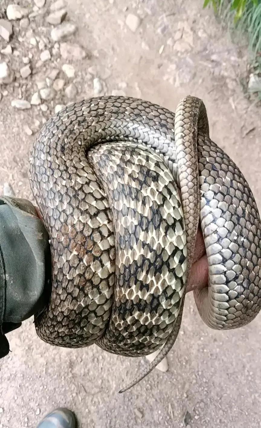 大王蛇属于小型蛇还是大型蛇,大王蛇为什么各种蛇都怕